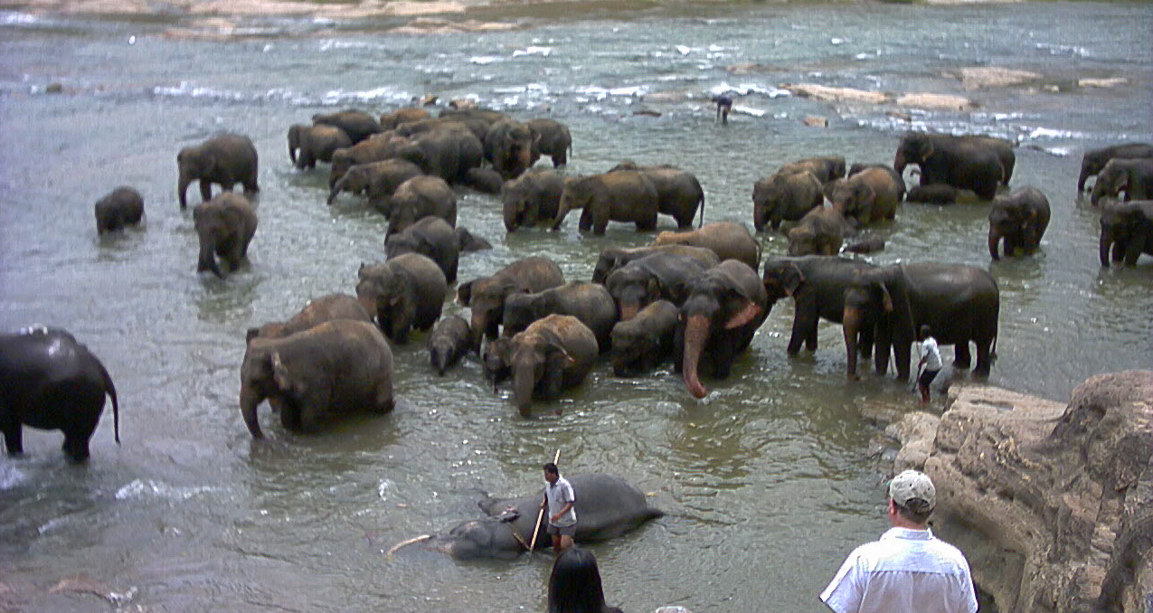 Pinnevalla elephants Sri Lanka