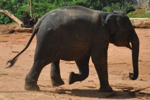 BabY Elephant Sri Lanka